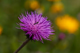 Image result for Alpendistel