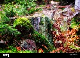 Attēlu rezultāti vaicājumam “Tubifera montana young”