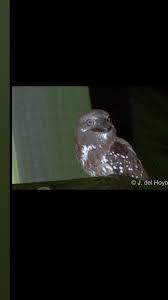 Attēlu rezultāti vaicājumam “Sylvia borin nest”