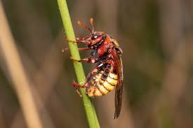 Attēlu rezultāti vaicājumam “Cimbex luteus”