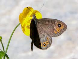 Attēlu rezultāti vaicājumam “Lasiommata petropolitana upperside”