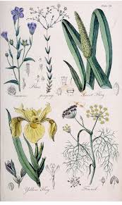 Attēlu rezultāti vaicājumam “Linum usitatissimum leaf”