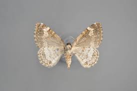 Attēlu rezultāti vaicājumam “Perizoma alchemilla”