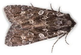 Attēlu rezultāti vaicājumam “Eurois occulta”