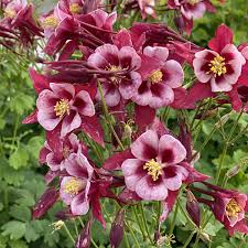 Image result for Aquilegia