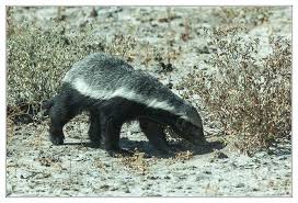 Ratel, Honey badger, Honigdachs - Bild \u0026amp; Foto von Ulrich Tuguntke ...