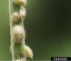 Attēlu rezultāti vaicājumam “Cribraria oregana macro”