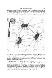 Attēlu rezultāti vaicājumam “Cribraria martinii stalked”