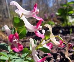 Attēlu rezultāti vaicājumam “Corydalis solida flower”