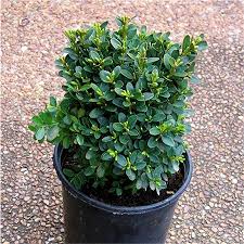 Attēlu rezultāti vaicājumam “Buxus sempervirens”