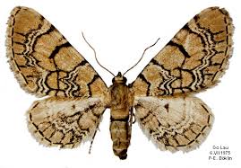 Attēlu rezultāti vaicājumam “Eupithecia venosata”