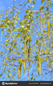 Attēlu rezultāti vaicājumam “Betula pendula flower”