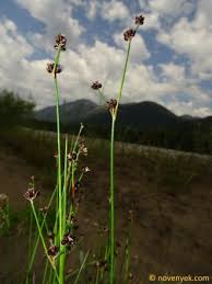 Attēlu rezultāti vaicājumam “Juncus alpinoarticulatus”