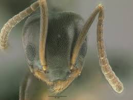 Attēlu rezultāti vaicājumam “Dianema nivale sessile”