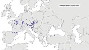 Attēlu rezultāti vaicājumam “Colloderma sp.”