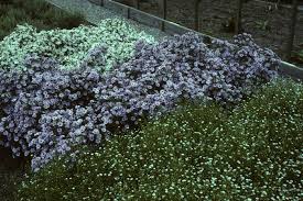 Image result for Aster novae-angliae