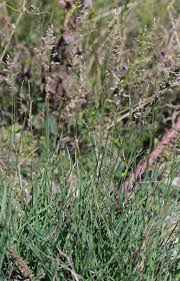 Attēlu rezultāti vaicājumam “Poa compressa”