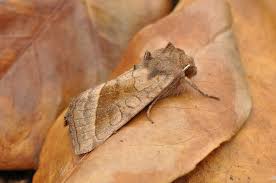 Attēlu rezultāti vaicājumam “Hydraecia micacea”