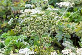 Attēlu rezultāti vaicājumam “Heracleum sosnowskyi leaf”