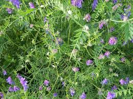 Attēlu rezultāti vaicājumam “Vicia cracca”