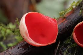 Attēlu rezultāti vaicājumam “Sarcoscypha austriaca var. lutea”