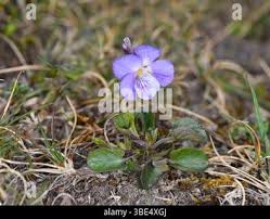 Attēlu rezultāti vaicājumam “Viola rupestris flower”