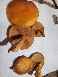 Attēlu rezultāti vaicājumam “Gymnopilus picreus”