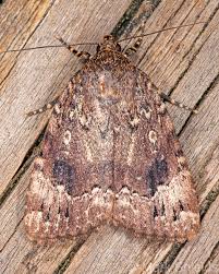 Attēlu rezultāti vaicājumam “Amphipyra”