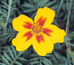 Image result for Tagetes patula