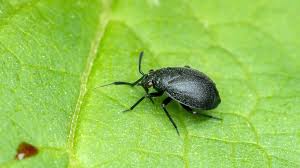 Attēlu rezultāti vaicājumam “Alloeotomus sp.”