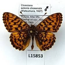 Attēlu rezultāti vaicājumam “Clossiana selene”