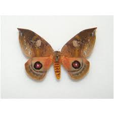 Attēlu rezultāti vaicājumam “Boloria titania underside”