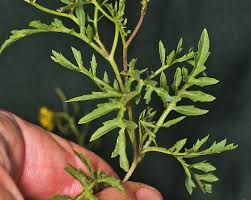 Attēlu rezultāti vaicājumam “Rorippa sylvestris leaf”
