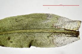 Attēlu rezultāti vaicājumam “Oxystegus tenuirostris”