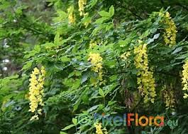 Attēlu rezultāti vaicājumam “Laburnum alpinum”