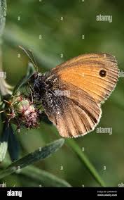 Attēlu rezultāti vaicājumam “Hyponephele lycaon male”