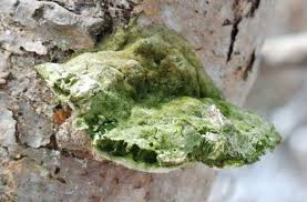 Attēlu rezultāti vaicājumam “Oxyporus”