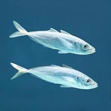 Image result for Trachurus trachurus