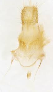 Attēlu rezultāti vaicājumam “Colostygia pectinataria female”