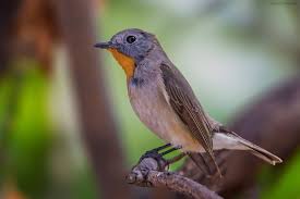 Image result for Ficedula albicilla