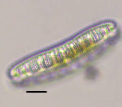 Attēlu rezultāti vaicājumam “Epirhoe tristata”