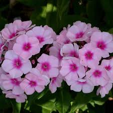 Image result for Phlox paniculata `Bright Eyes`