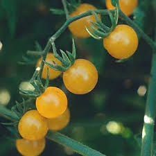 Afbeeldingsresultaat voor broad ripple yellow currant tomato