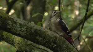 Attēlu rezultāti vaicājumam “Dendrocopos major juvenile”