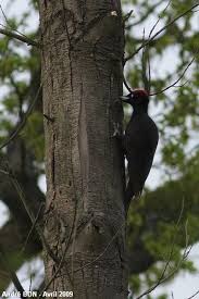 Attēlu rezultāti vaicājumam “Dryocopus martius”