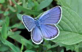 Attēlu rezultāti vaicājumam “Plebejus argyrognomon”
