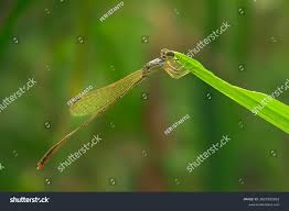 Attēlu rezultāti vaicājumam “Nehalennia speciosa”