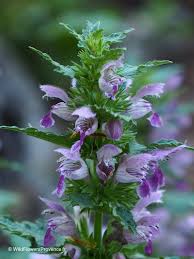 Attēlu rezultāti vaicājumam “Stachys sylvatica bud”