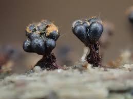 Attēlu rezultāti vaicājumam “Metatrichia floriformis macro”