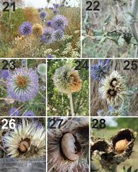 Attēlu rezultāti vaicājumam “Larinus sp.”